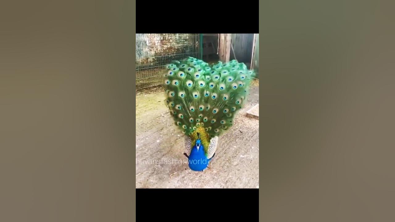 Peacock dancing with his Feathers | Cute peacock dance #shorts
