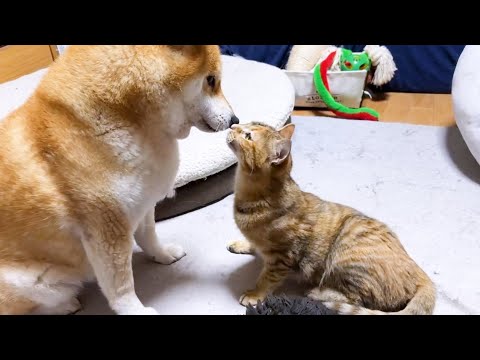 柴犬のしたいこと子ども猫のしたいことの攻防が可愛すぎました
