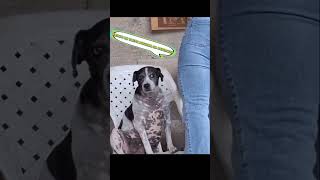 #funny #dogs #cute cuando me voy sin desayunar ni almorzar al cumple