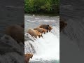 A Bear Fishing A Salmon Alaska USA A Bear Fishing A Salmon Alaska USA