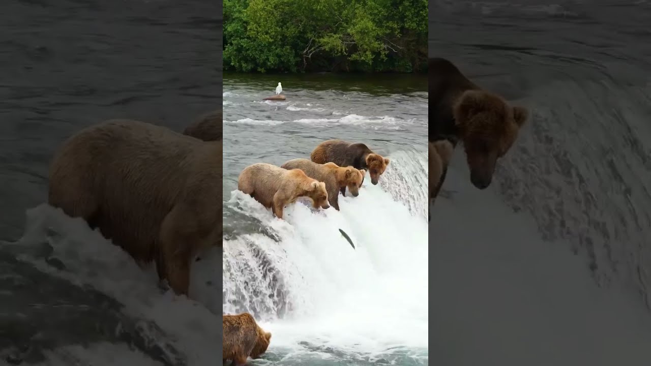A Bear Fishing Salmon Alaska USA