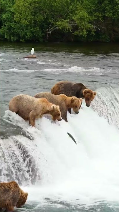 A Bear fishing a salmon - Alaska, USA