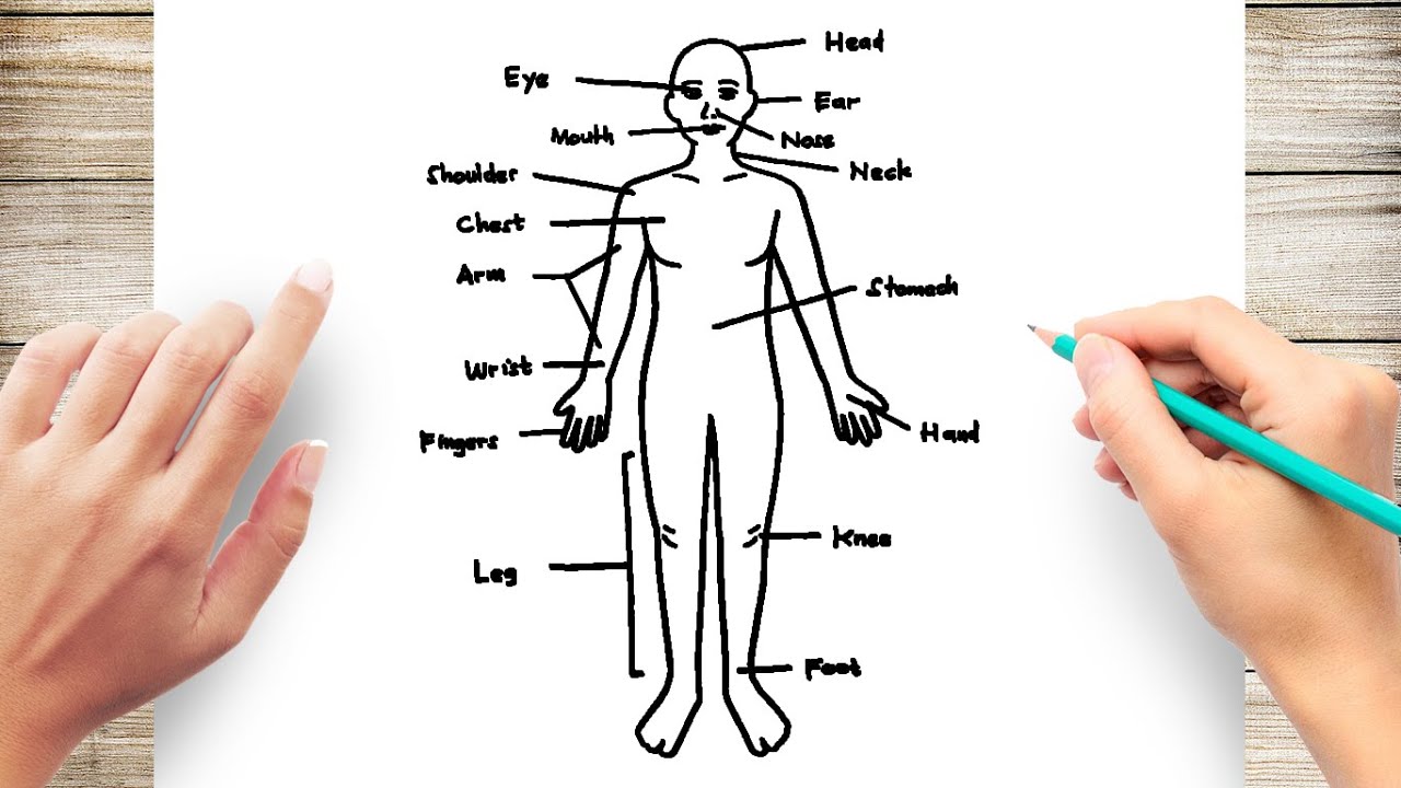 How To Draw Human Body Diagram - Youtube