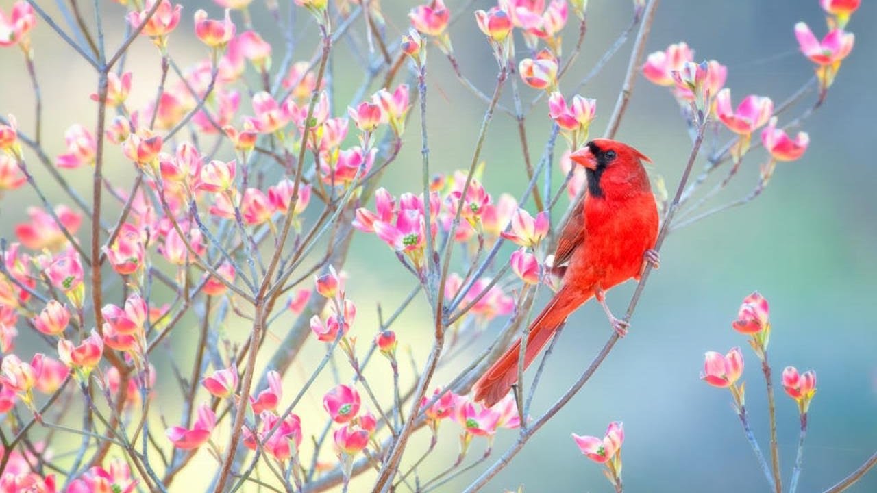 Музыка птицы на телефон. Susan Bourdet Кардинал. Роскошные птички. Красные весенние птички.