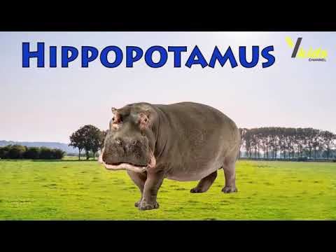 WILD ANIMALS Learn Wild Animals Sounds and Names For Children, Kids And