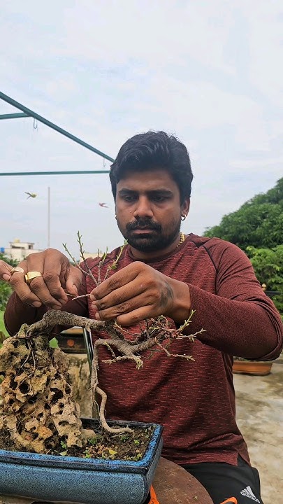cutting-to-root-over-rock-bonsai-plantingstories-bonsaitreecare-youtube