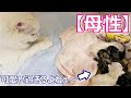 【子猫の成長記録】白猫マンチカンちゃんの出産後の賢者タイムの件 ∼猫のいる生活Vol.25∼ マンチカン短足・ミヌエット・ペルシャ猫専門ブリーダー『ペット蔵人』