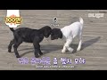 자기만 털색이 달라서 엄마 사랑을 못 받는다고 생각한 아기 염소.. 결국ㅣBaby Goat Abandoned By Mom Makes A New Mama Dog