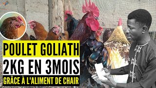 ALIMENTATION des POULETS GOLIATH DE CHAIR ET LOCAUX en Afrique (3 secrets pour avoir les résultats)