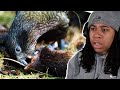 Top 10 Animals with Black Air Force Energy.. They Eat Them ALIVE?! What Kind Of Bird IS THIS?! 😨🙅‍♀️