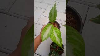 Aglonima  5plant combos( rs 400 ) double shoot plants watzup 7558048112