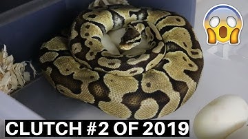 BALL PYTHON CLUTCH #2 OF 2019! Bumble Bee Clutch!  - Benjamin