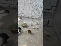 Sapna vah Hai Jo pura karne ke liye aap logon ki madad chahie please yaar#ytshorts #birdsvideo
