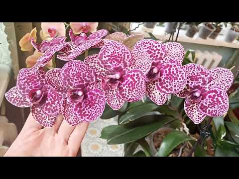 Орхідея Дикий кіт моя плямиста фаворитка 