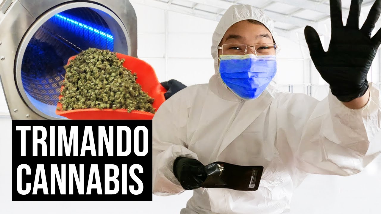 500KG de CANNABIS: cómo trimar y embolsar