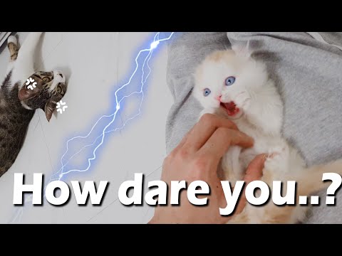 a Jealous Cat Envies my Baby Kitten... the Cat got ANGRY!