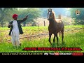 Farmers of rajasthan working the horse early in the morning marwari horse