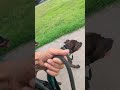 Molly and THE CoolGuys on the far north path pt2. is "starving" dogs that big a deal, too much food?