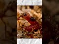 How This Butterfly Hacks the Ant's Brain #naturesecrets