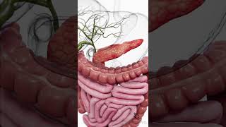 🌿 The 10 Foods Your Pancreas Will Thank You for Eating | Protect Your Health Naturally
