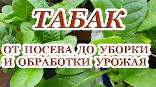 ТАБАК. От посева до уборки урожая. Признаки зрелости табачного листа.Особенности сушки и ферментации