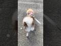 Todos los días en el paseo mañanero 😂#perros #humor