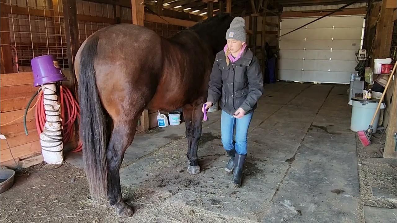 Hoof Picking YouTube