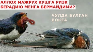 АЛЛОХ МАЖРУХ КУШГА РИЗК БЕРАДИЮ МЕНГА БЕРМАЙДИМИ чулда булган вокеа