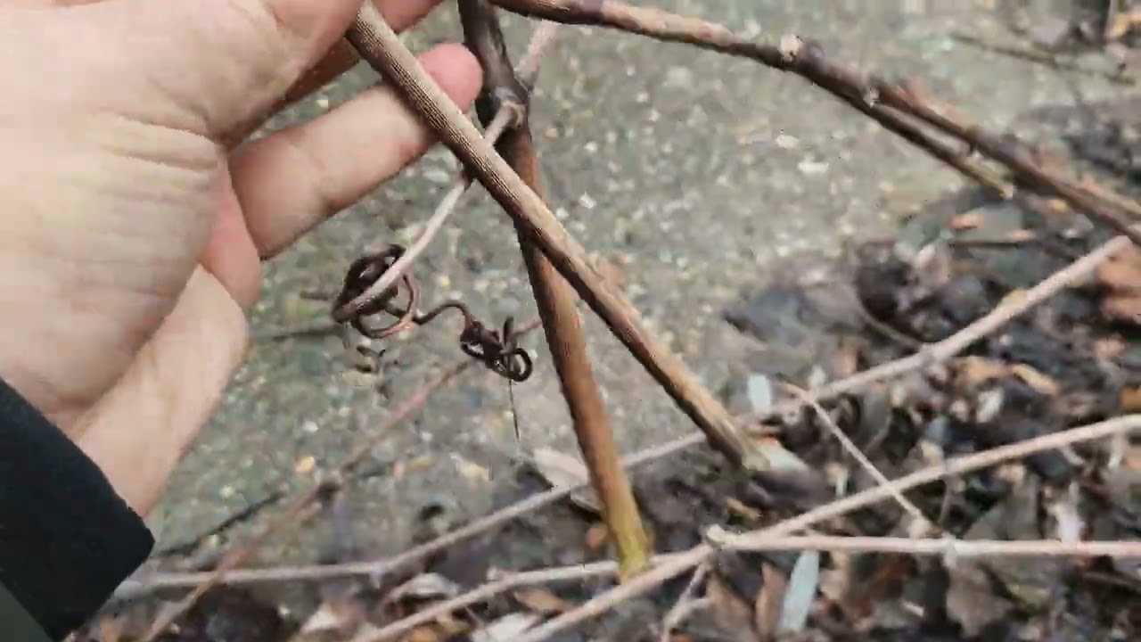 Необычные места где растет виноград