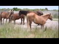 The Wild Horse Dilemma: Conflicts and Controversies of the Atlantic Coast Herds