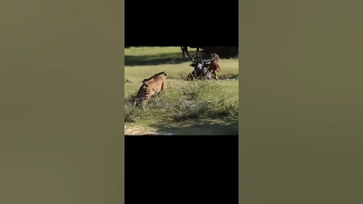 Tiger attack on buffalo #animals #buffalo #lion #viral #shorts #tiger