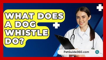 What Does A Dog Whistle Do? - PetGuide360.com