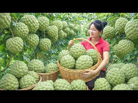 Harvesting 1000+kg Mysterious Custard Apple In The Forest Go To Market Sell | Ella - Free Bushcraft