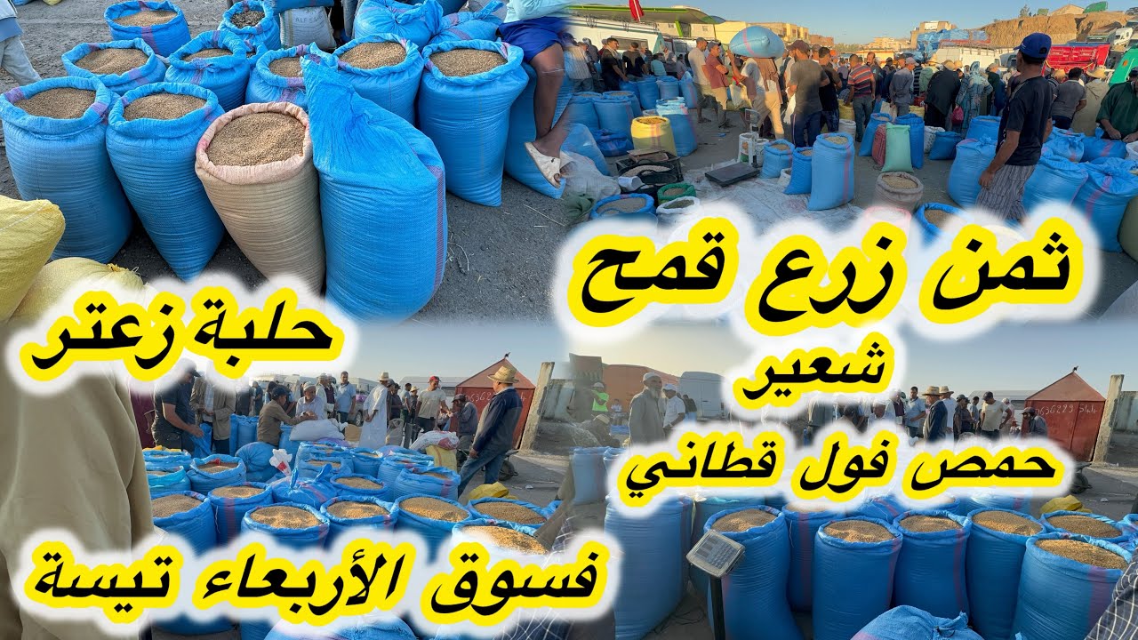 جميع أثمنة الحبوب زرع فرينا قمح شعير حمص فول قطنية فسوق الأربعاء تيسة  20/08/2025