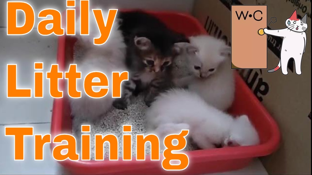 Picture of Daily Litter Training - How to Litter Train Kitten and Cats - YouTube