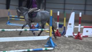 Casio - 4 year old grey gelding Little green horse - trot.MTS