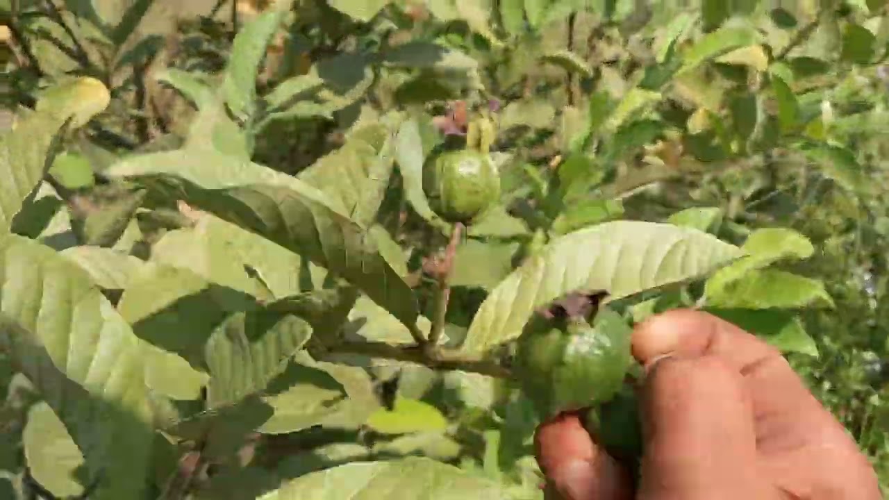 Cách làm trái cho cây ổi nữ hoàng đậu trái