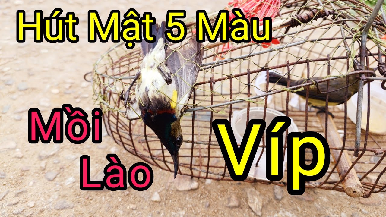 Tiếng Chim Hút Mật 5 Màu Mồi Cực Sung Gọi Bầy Kích Bổi Nhanh Hót | Tiếng hút mật 5 màu hót