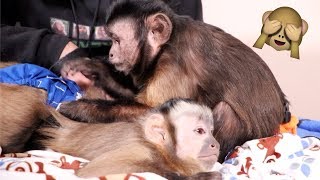 Monkey Brothers Loving & Playing!