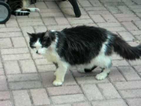 hodgins walks again season 12 Sacha Walking 05/22/07