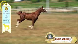 UMUT SANDALI