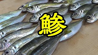 手毬を知らない漁師が！？大量の鯵を使って、てまり寿司を作る！！