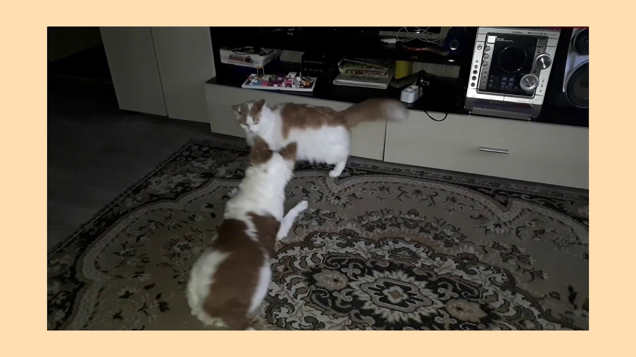 Кот и пёс YouTube