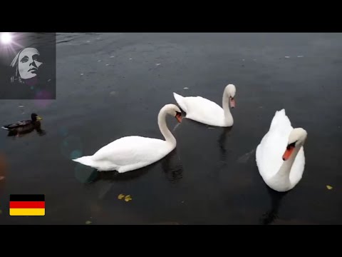 أجمل أغاني فيروز بحيرة البط والبجع طبيعة Fairuoz فيروز وقهوة فيروزيات الصباح فيروز المانيا 