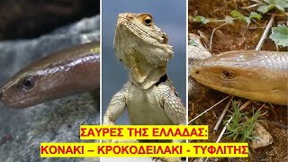 Σαύρες της Ελλάδας: Κονάκι - Κροκοδειλάκι - Τυφλίτης | ΕΛΛΗΝΙΚΗ ΕΡΠΕΤΟΠΑΝΙΔΑ #4