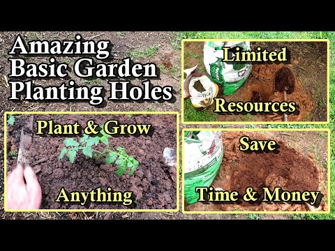 How to a Create a Garden Planting Hole for Tomatoes, Peppers, & More: Save Money, Resources, & Time!