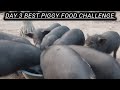 Day 3 best piggy food challenge 