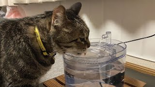 2台目の自動給水機にゃ♪