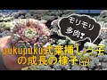pukupuku式葉挿しっ子の成長の様子 多肉生産者「pukupuku taniku」