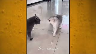 Funny cat videos | cute cats | Try not to laugh | Cat videos Compilation # 9|Funny animal videos